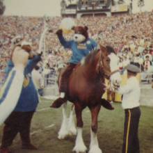UCLA's horse at the USC game