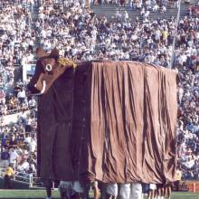 The Horse gets ready.