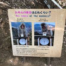 Iwatayama Monkey Park
