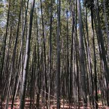 The Bamboo Forest in Arashiyama