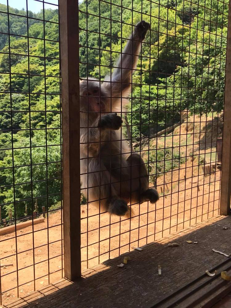 Iwatayama Monkey Park