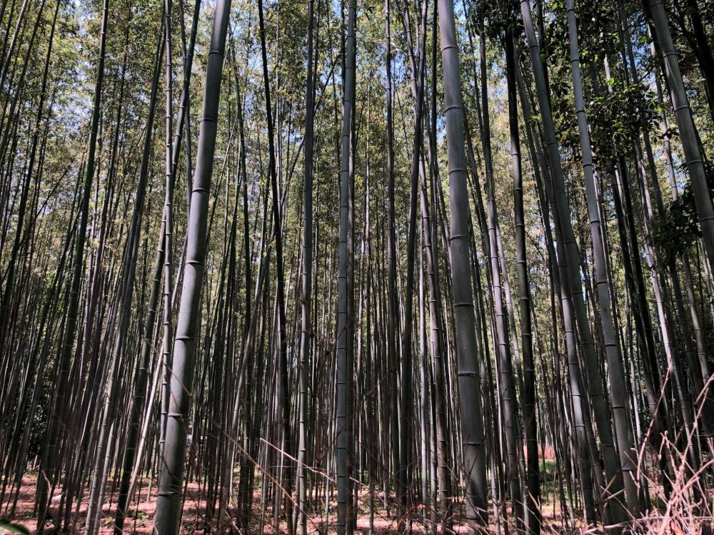 The Bamboo Forest in Arashiyama