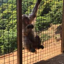 Iwatayama Monkey Park